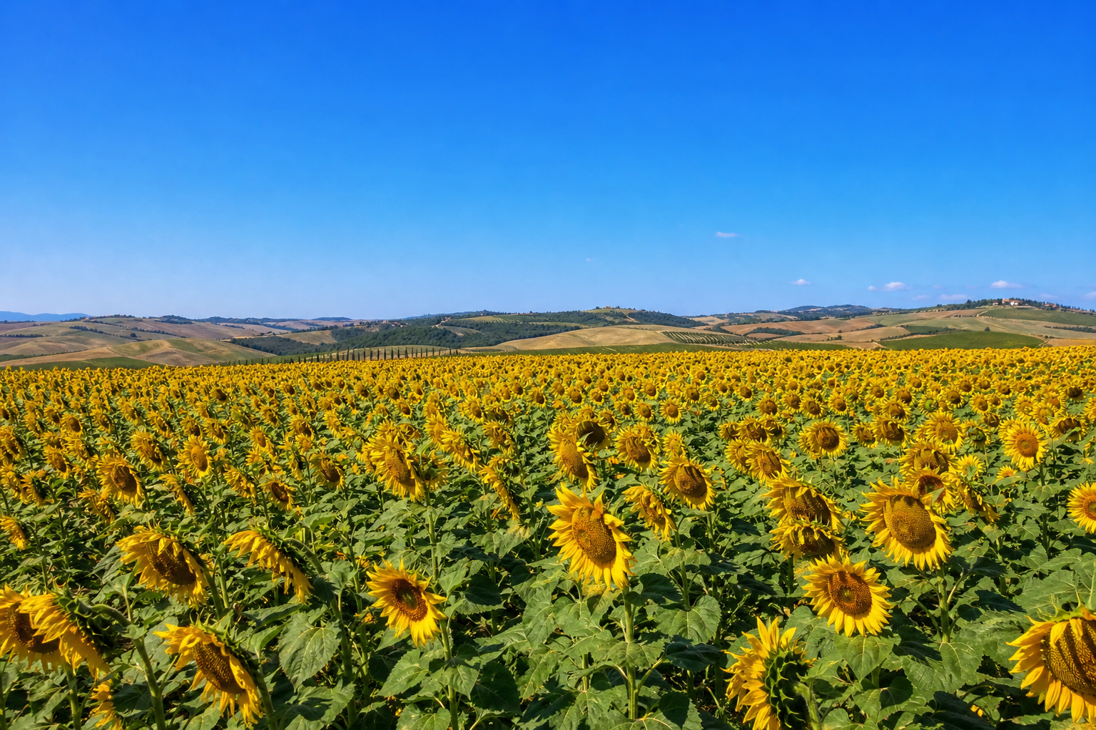 Campi di girasoli in Toscana: quando e dove vederli