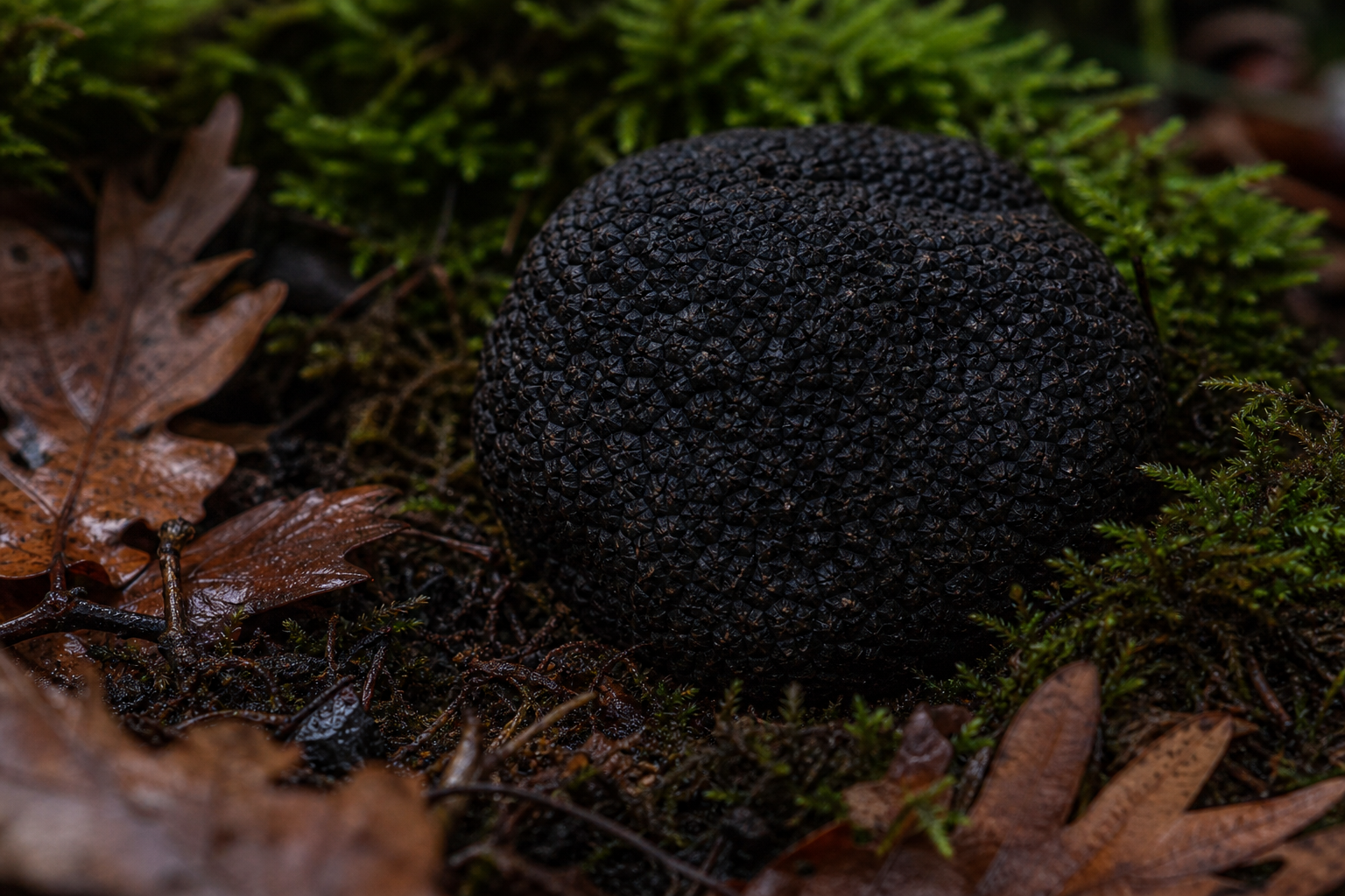 Caccia al tartufo in Toscana: la guida completa per visitatori