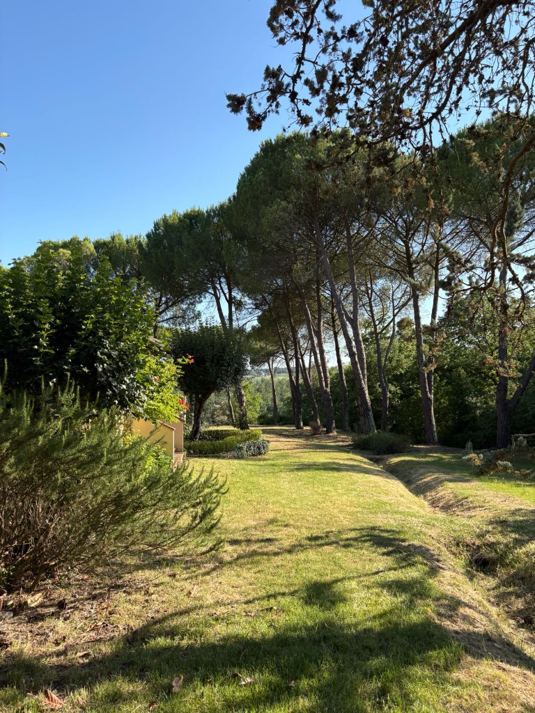Vialetto di pini a Villa Talciona con le colline del Chianti sullo sfondo